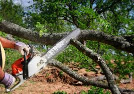 How Our Tree Care Process Works  in Larchmont, NY